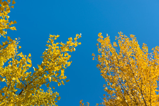 秋天的银杏树 树冠 仰望天空
