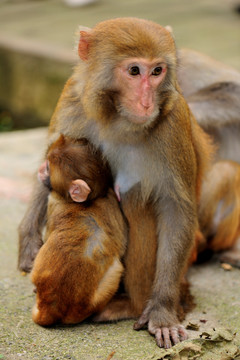 母子猴
