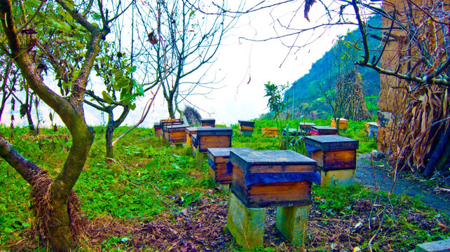 养蜂 蜂箱