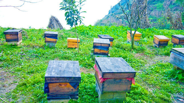 蜂房蜂箱
