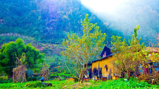 养蜂 山村