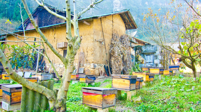 蜂箱 养蜂