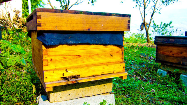 蜂房 蜂箱