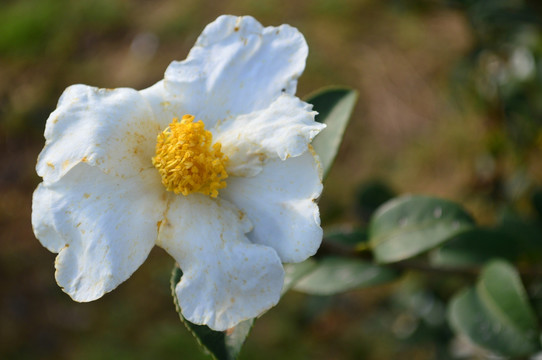 山茶花