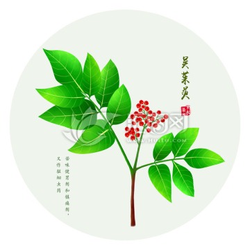 吴茱萸 手绘吴茱萸