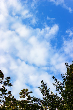 蓝天白云和树枝