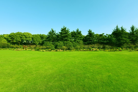 绿色树林与草坪植被