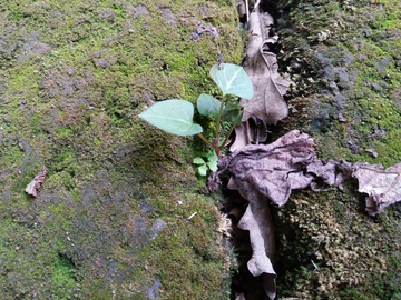 石缝中的植物