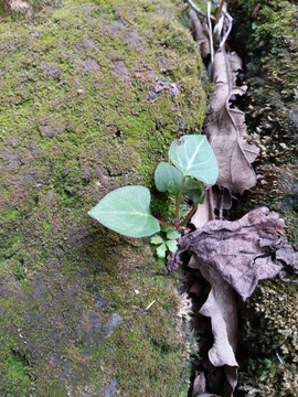 石缝中的植物