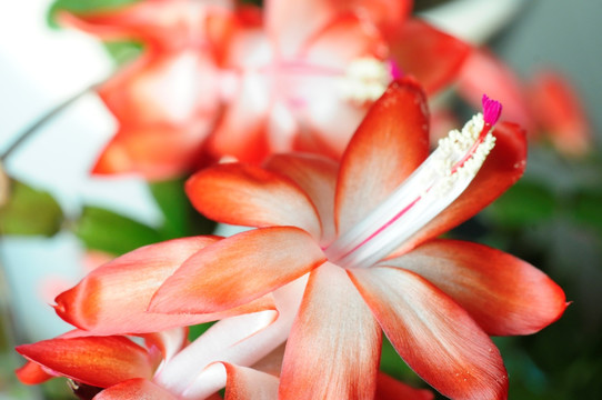 蟹爪兰花