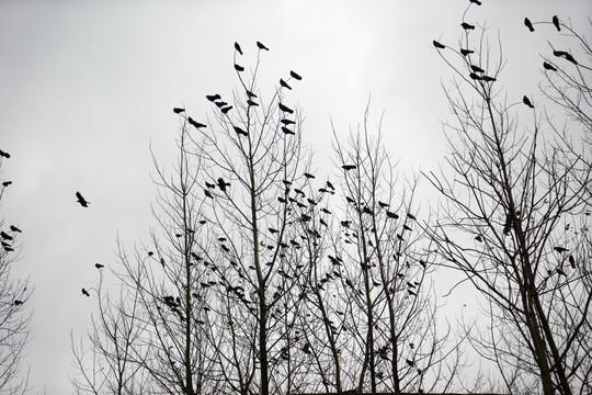 鸟群 树林 冬季