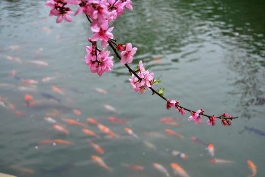 桃花 金鱼