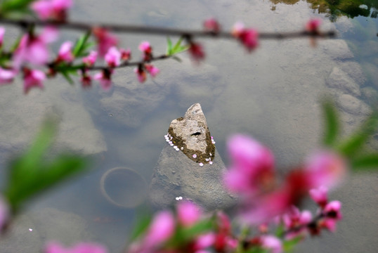 桃花源