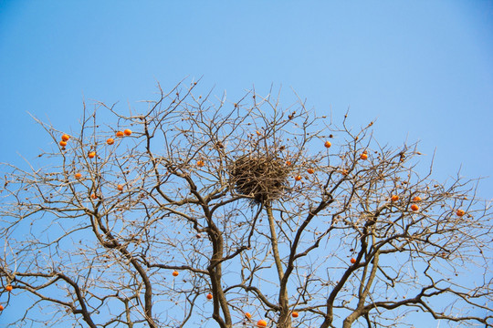 鸟窝 鸟巢 柿子树