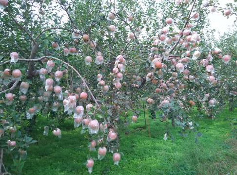 苹果果园