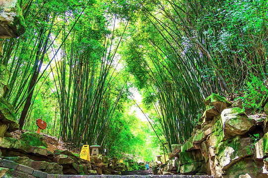 竹林 小路