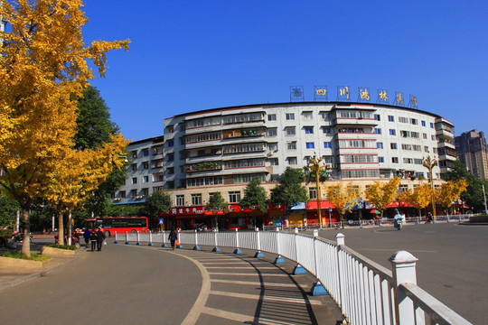 街心花园 银杏树