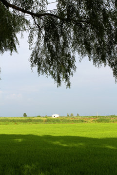 水稻 水稻田