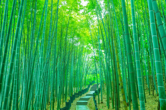 竹子竹林
