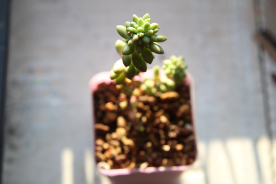 多肉植物