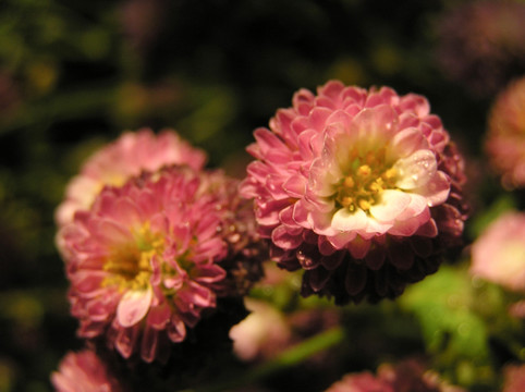 雏菊 小菊花 花卉素材