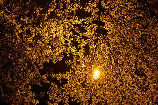 路灯下一片片金黄色的树叶