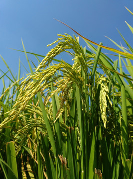 稻穗水稻