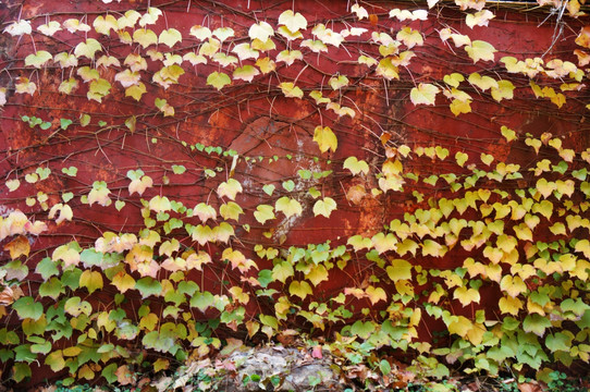 秋天的墙壁