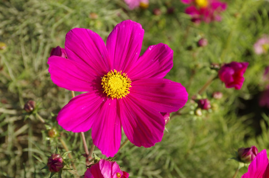 格桑花波斯菊扫帚梅