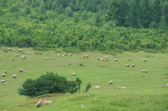 山下的羊群