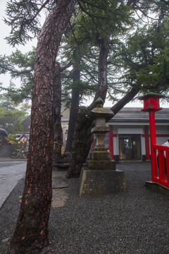 富士山神社古树