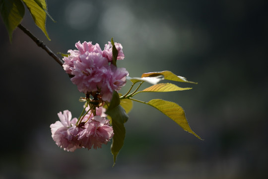 大樱花