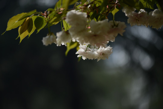 大樱花