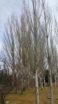 白杨树