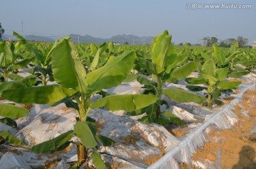 香蕉种植