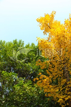 银杏树  黄与绿