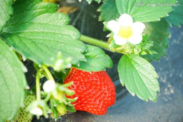 草莓花