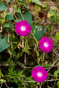 喇叭花 野花