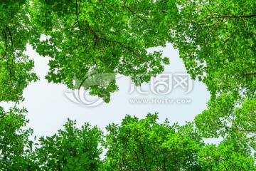树枝 绿叶 树叶 天空