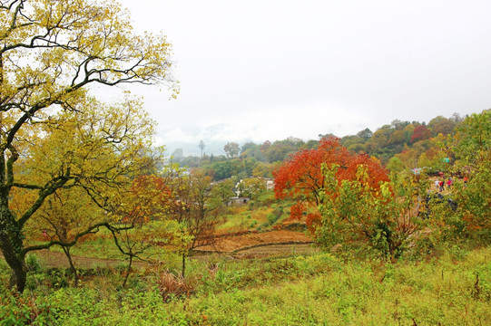 塔川风光 红叶大树