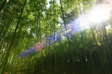 照进竹林的阳光