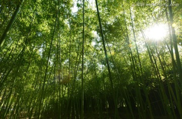 阳光下的竹林