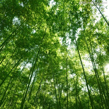 青翠色的竹林