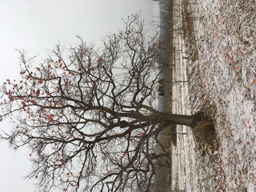 雪地里的果实