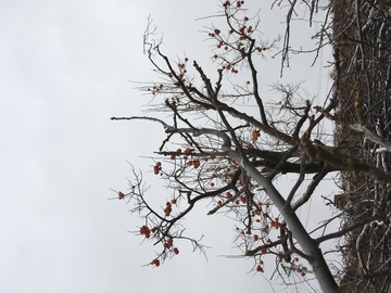 冬景之柿子树