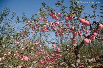 苹果树 红苹果 苹果 红富士