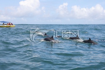 毛里求斯 大海海滩 海豚湾