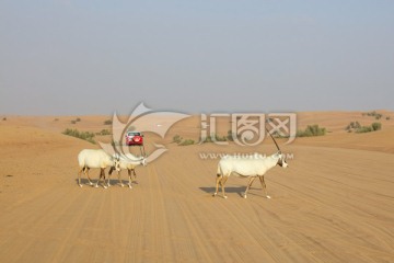 沙漠 阿拉伯羚羊 沙漠城的羊群
