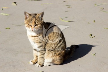 阳光下的猫