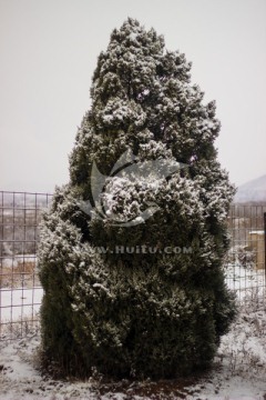 雪后柏树